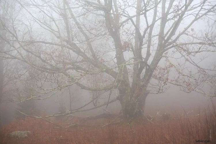Expert Tips to Enhance Mood and Atmosphere in Foggy Photos