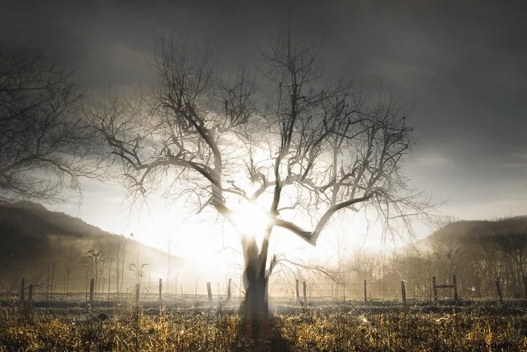 Expert Tips to Enhance Mood and Atmosphere in Foggy Photos