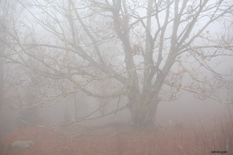 Expert Tips to Enhance Mood and Atmosphere in Foggy Photos
