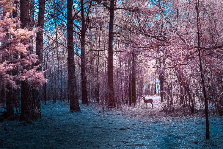 Discovering Infrared Photography: My First Shoot and Stunning Results