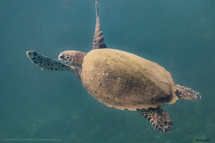 Sony RX100 V Review: Expert Insights on the Ultimate Compact Camera