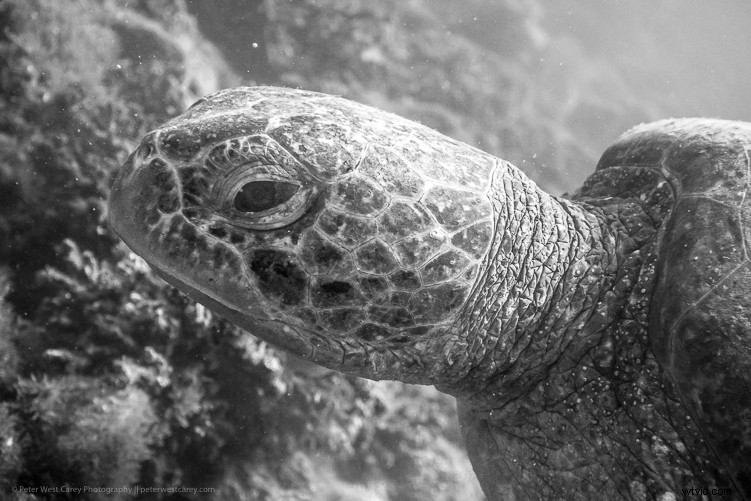 Sony RX100 V Review: Expert Insights on the Ultimate Compact Camera