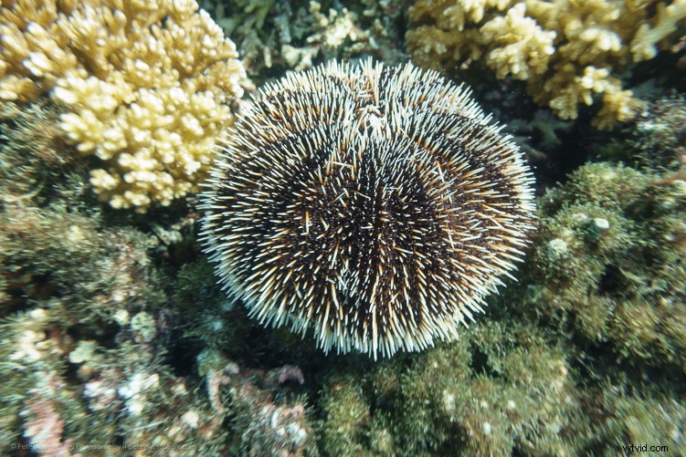 Sony RX100 V Review: Expert Insights on the Ultimate Compact Camera