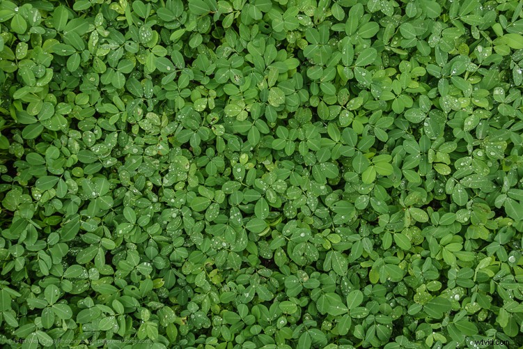 Sony RX100 V Review: Expert Insights on the Ultimate Compact Camera