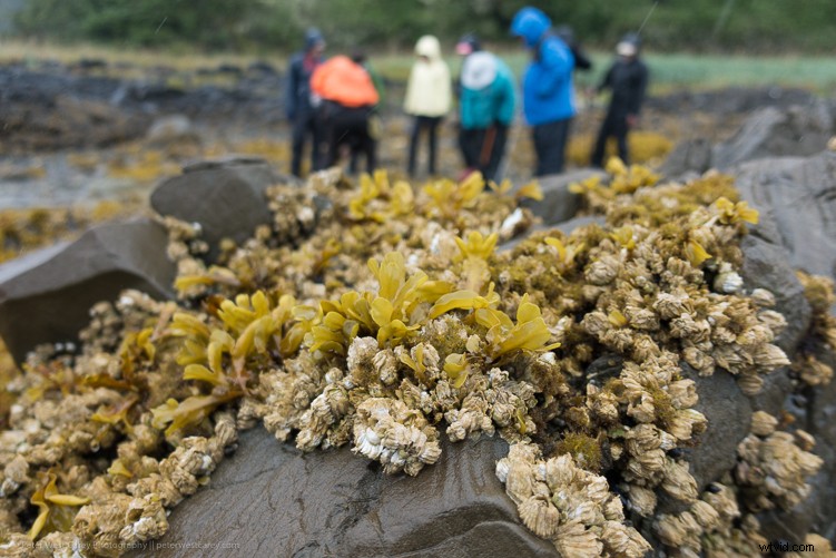 Sony RX100 V Review: Expert Insights on the Ultimate Compact Camera