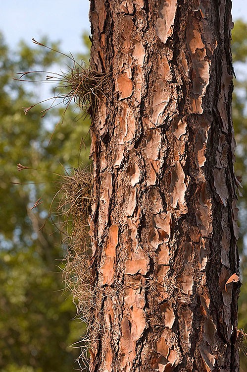 Master Capturing and Sculpting Light s Color: Essential Photography Techniques