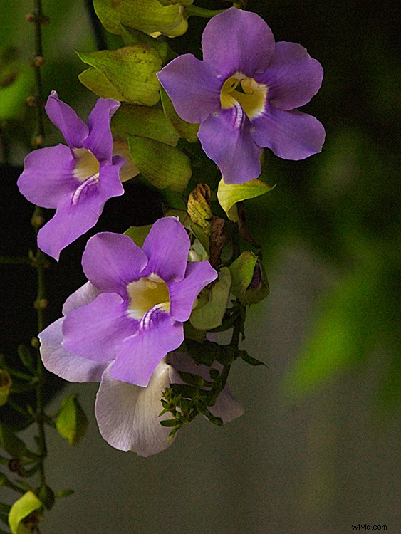 Master Capturing and Sculpting Light s Color: Essential Photography Techniques