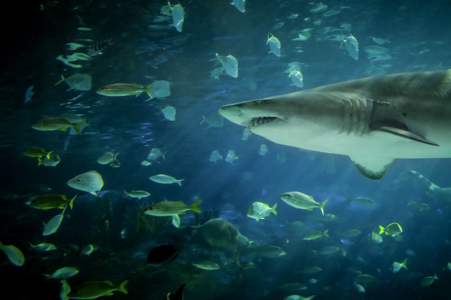 Expert Tips for Crystal-Clear and Creative Aquarium Photography with Lightroom Edits