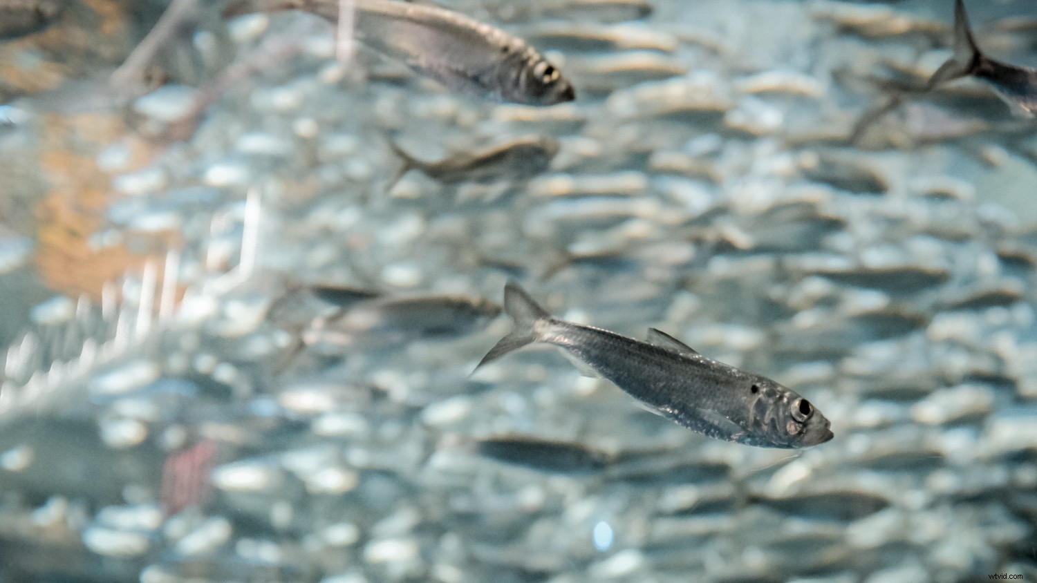 Expert Tips for Crystal-Clear and Creative Aquarium Photography with Lightroom Edits