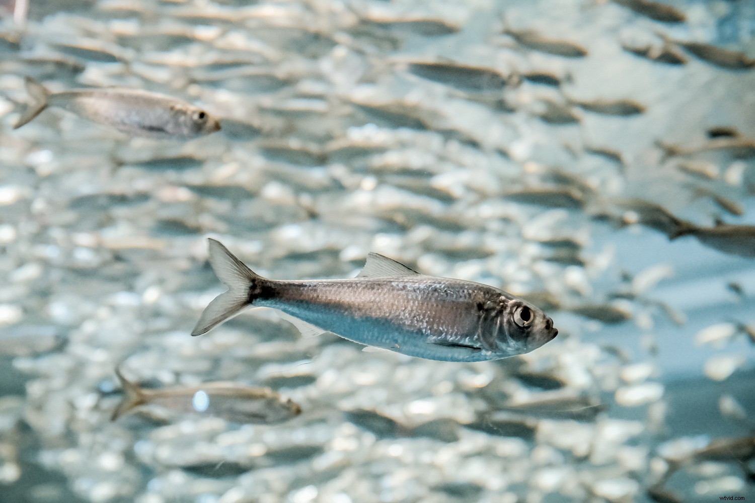 Expert Tips for Crystal-Clear and Creative Aquarium Photography with Lightroom Edits