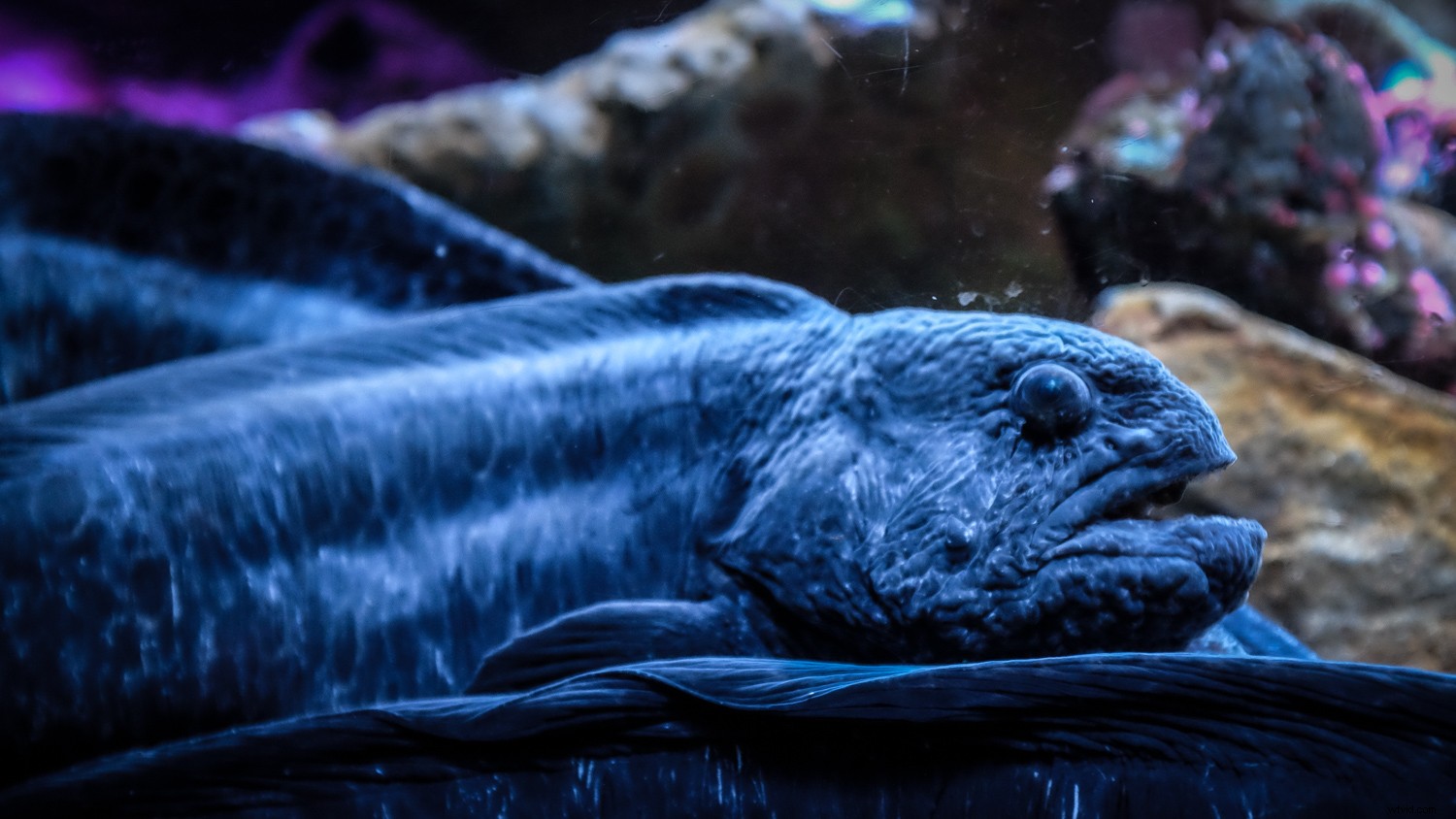 Expert Tips for Crystal-Clear and Creative Aquarium Photography with Lightroom Edits