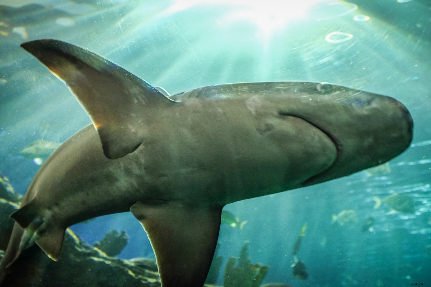 Expert Tips for Crystal-Clear and Creative Aquarium Photography with Lightroom Edits