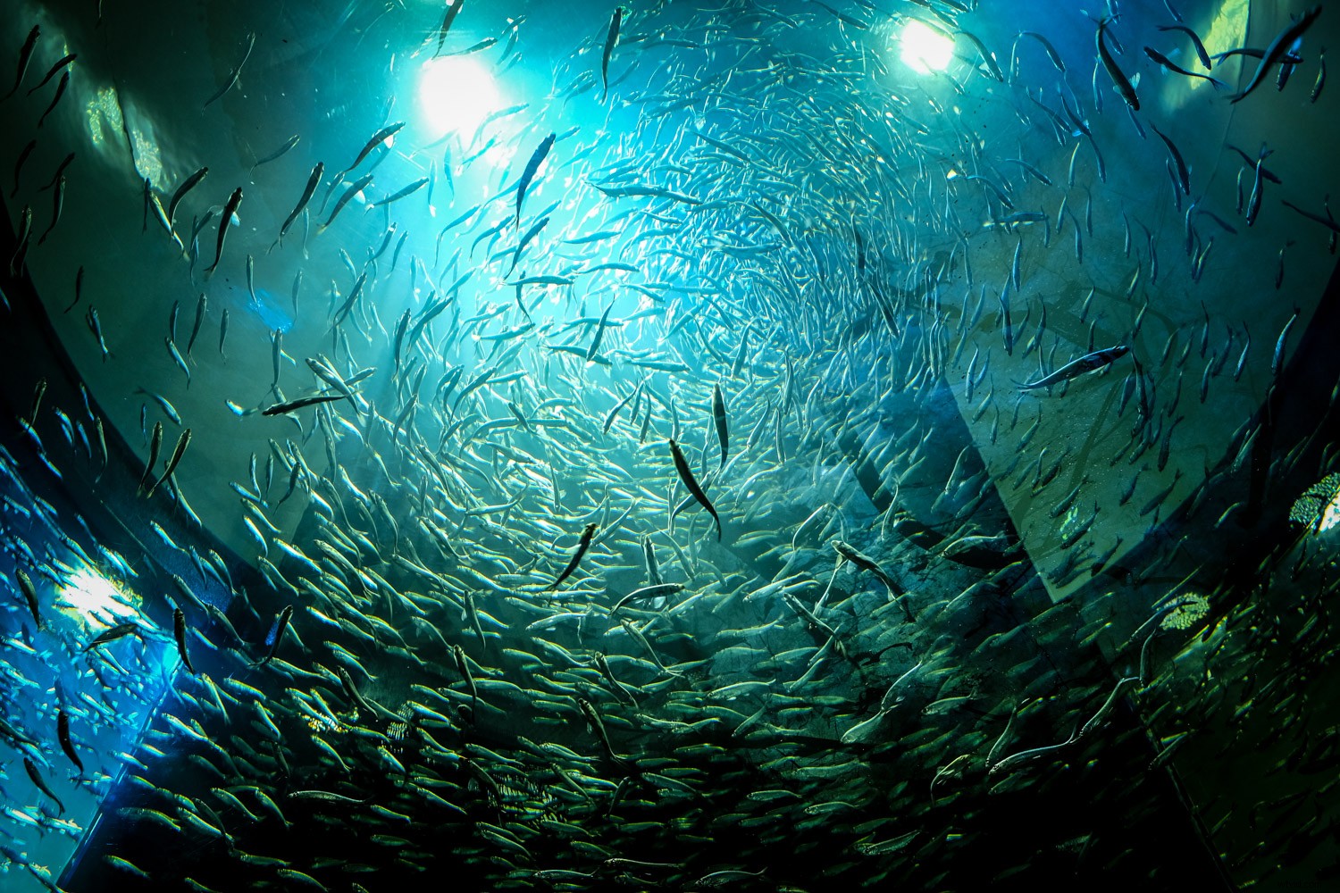 Expert Tips for Crystal-Clear and Creative Aquarium Photography with Lightroom Edits