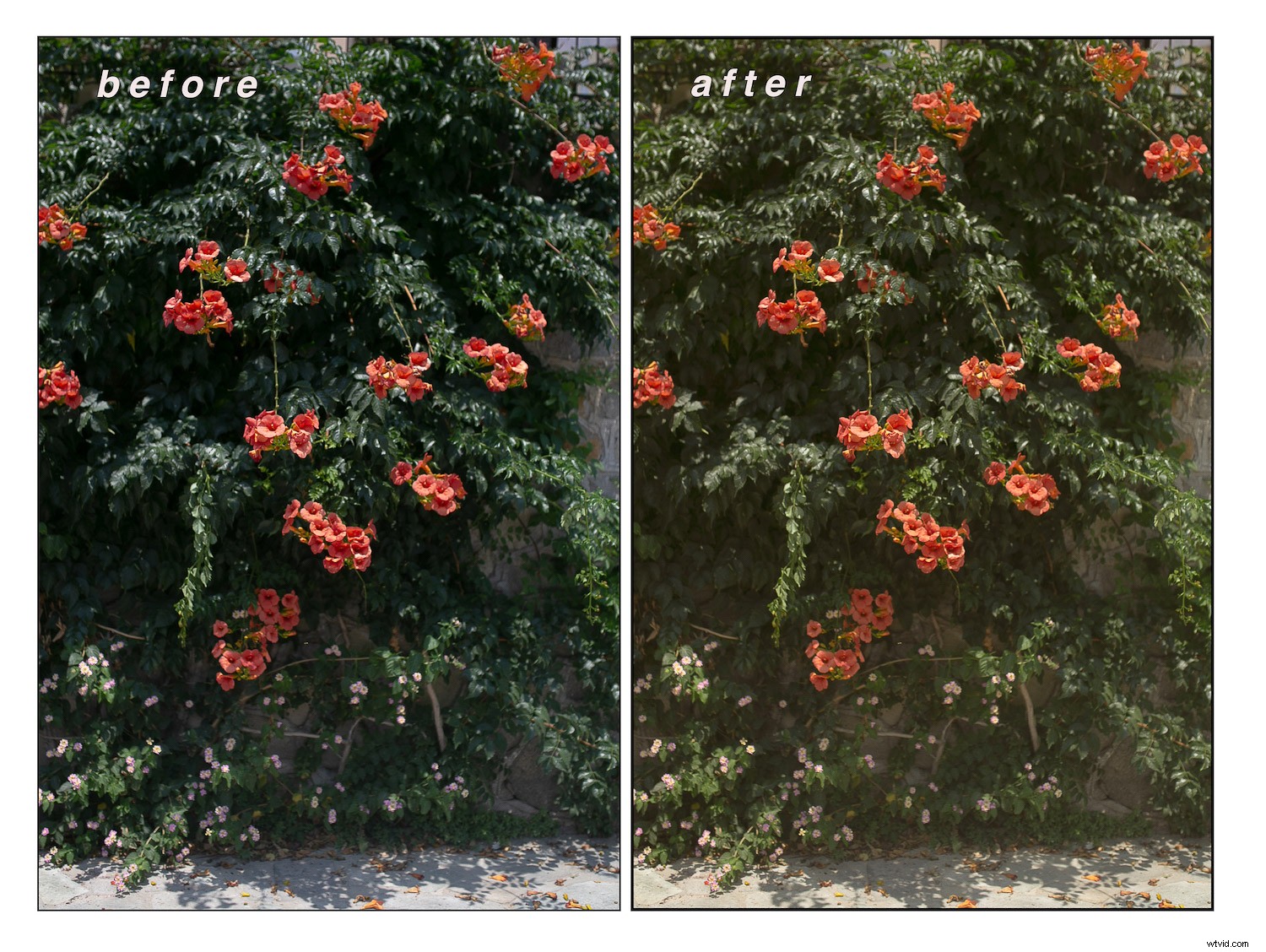 Master a Consistent & Clean Photo Editing Style: Pro Tips for Photographers