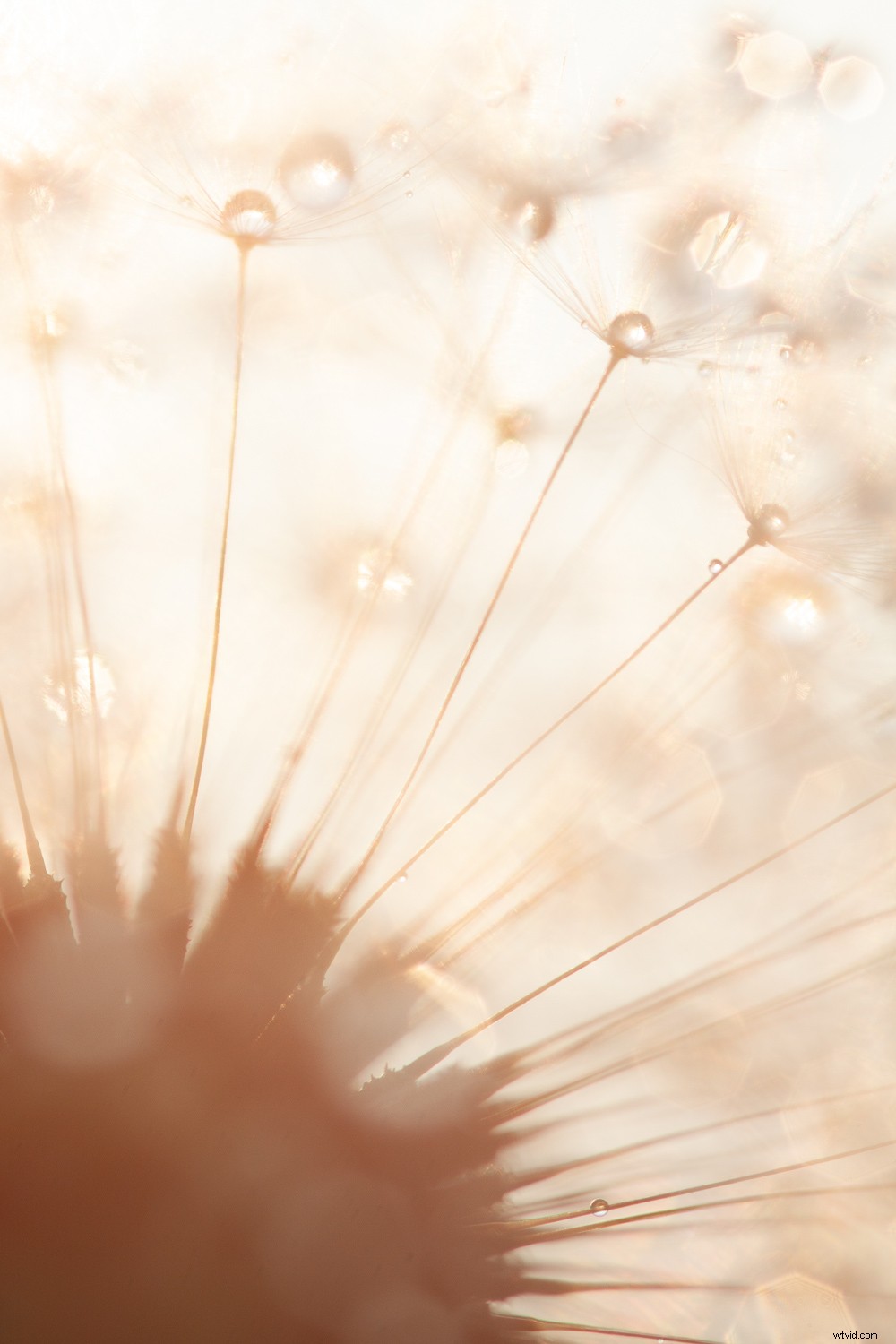 5 Proven Techniques to Transform Ordinary Subjects into Stunning Photographs