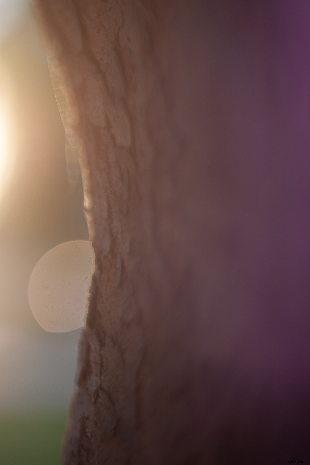 5 Proven Techniques to Transform Ordinary Subjects into Stunning Photographs