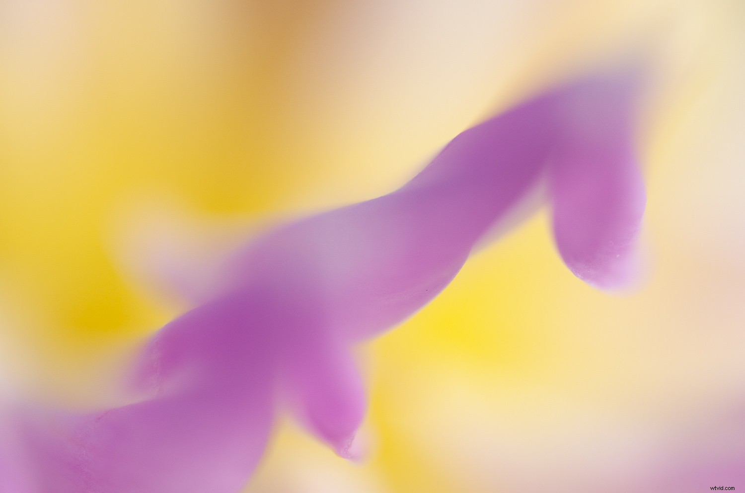 5 Proven Techniques to Transform Ordinary Subjects into Stunning Photographs