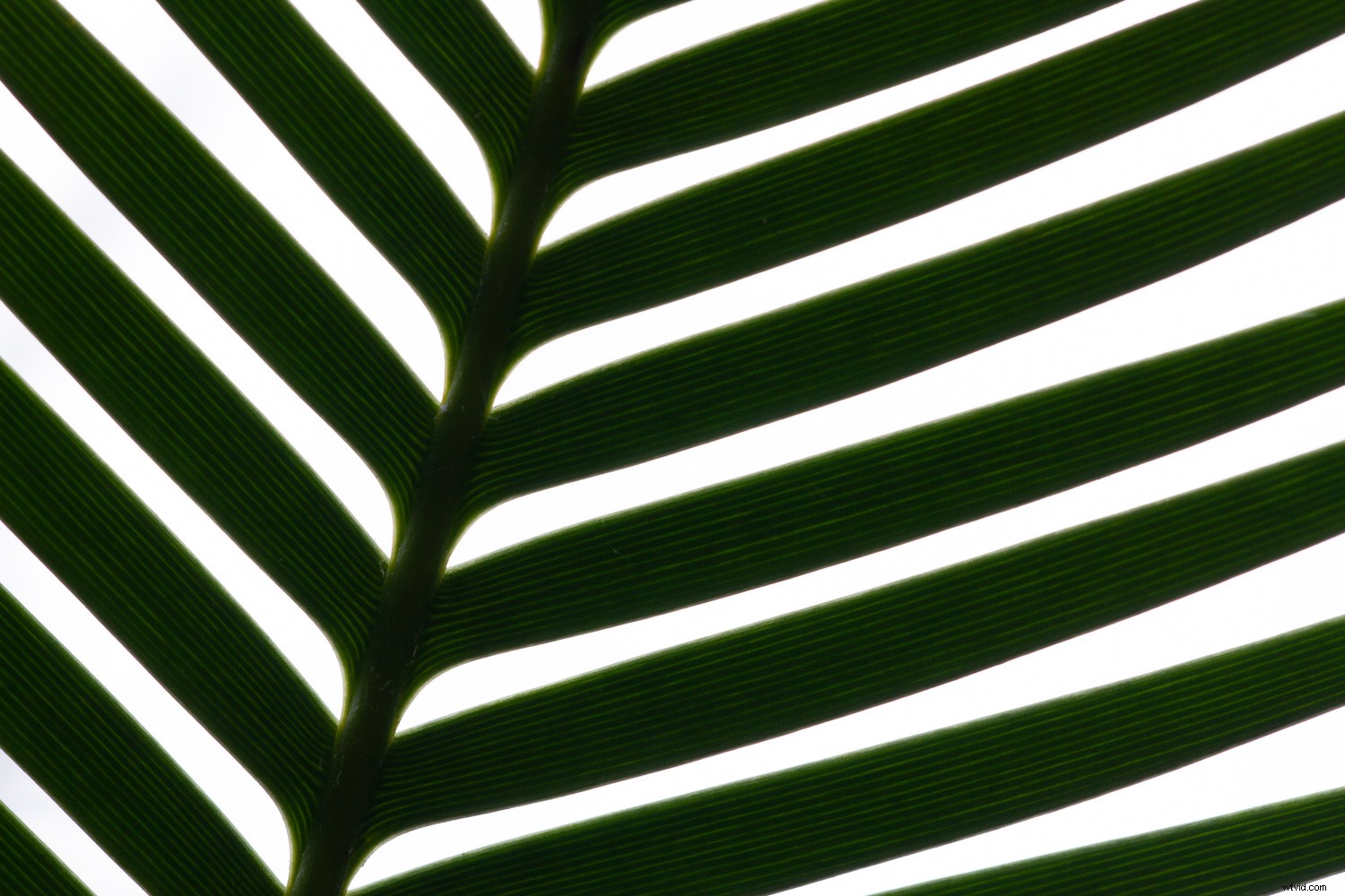 5 Proven Techniques to Transform Ordinary Subjects into Stunning Photographs