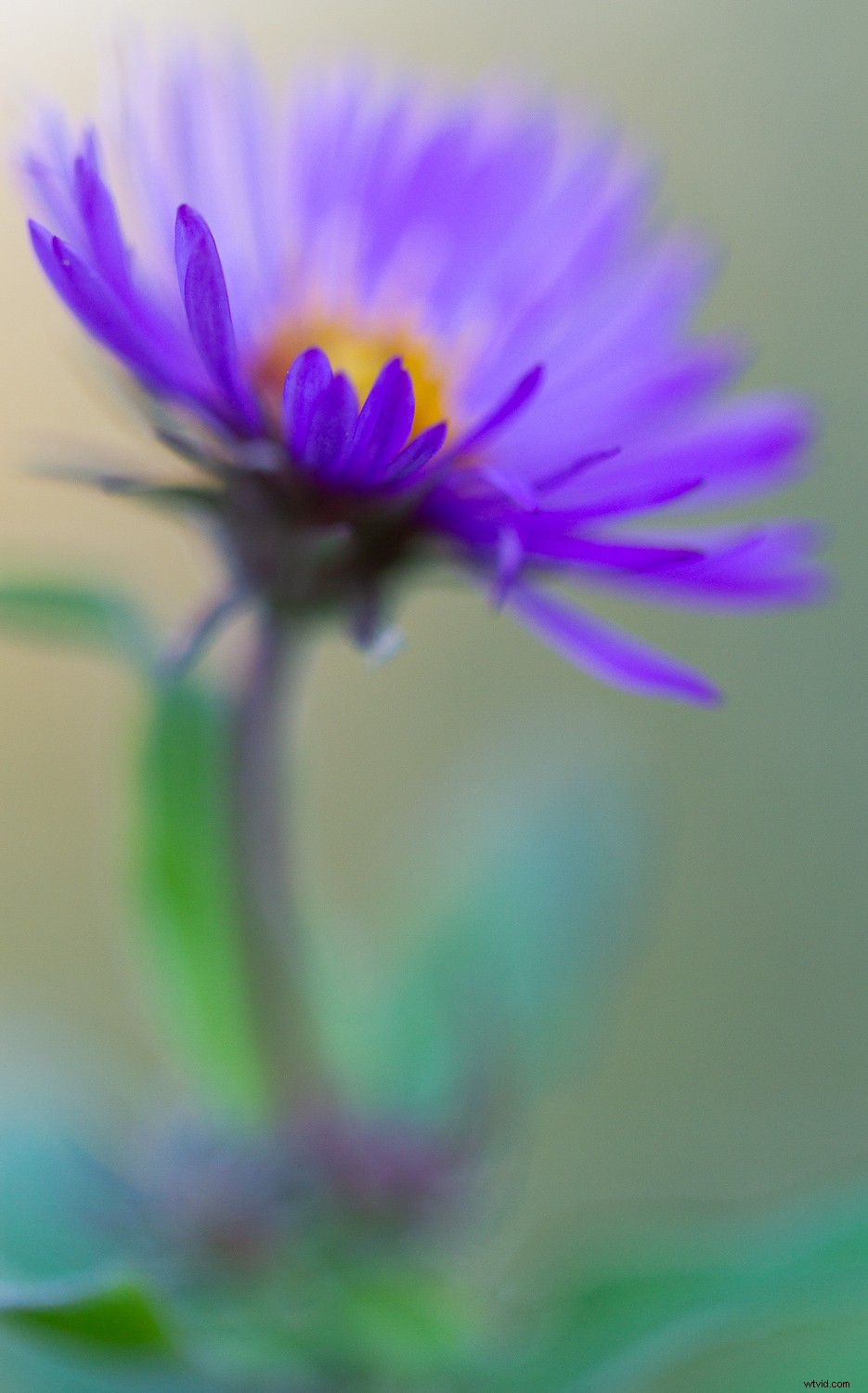 5 Proven Techniques to Transform Ordinary Subjects into Stunning Photographs