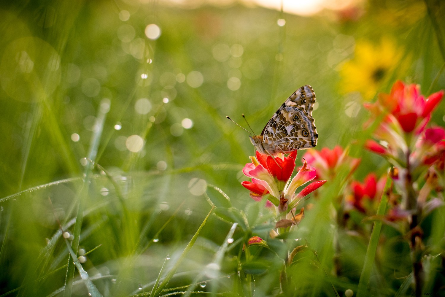 Why Getting Images Right In-Camera is Essential for Pro Photographers