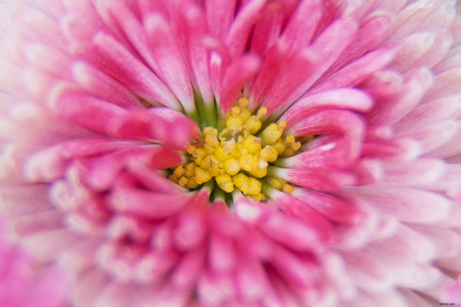 5 Expert Tips for Capturing Stunning Flower Photos with Maximum Impact