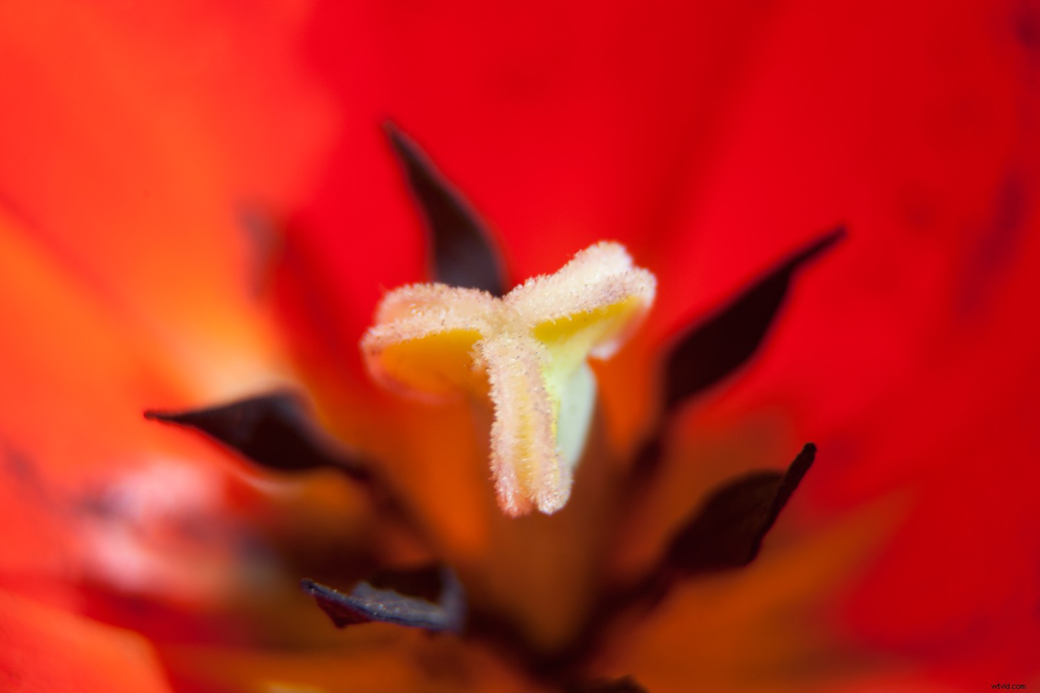 5 Expert Tips for Capturing Stunning Flower Photos with Maximum Impact