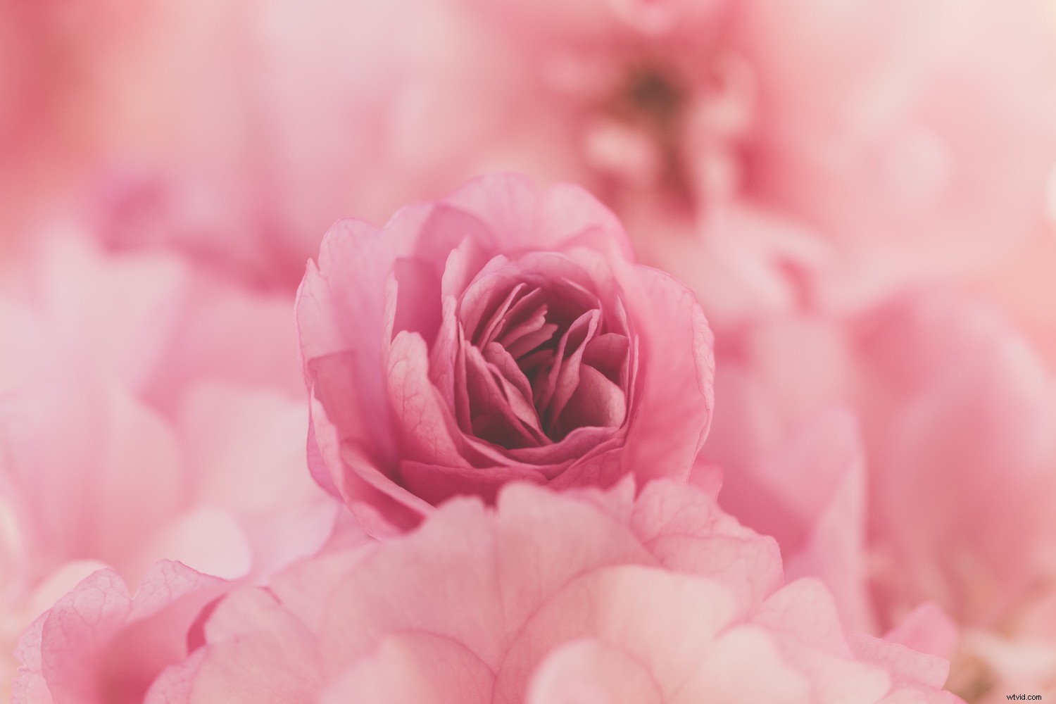 Embracing Blur in Creative Photography: Why Perfect Sharpness Isn t Essential