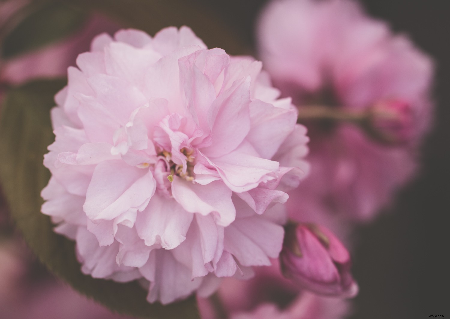 Embracing Blur in Creative Photography: Why Perfect Sharpness Isn t Essential