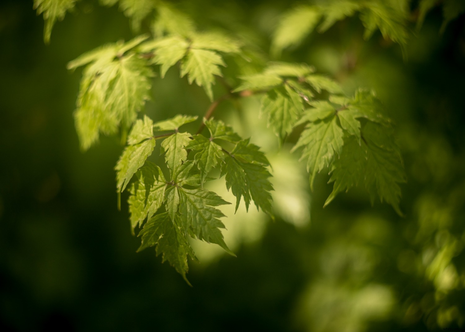 Embracing Blur in Creative Photography: Why Perfect Sharpness Isn t Essential