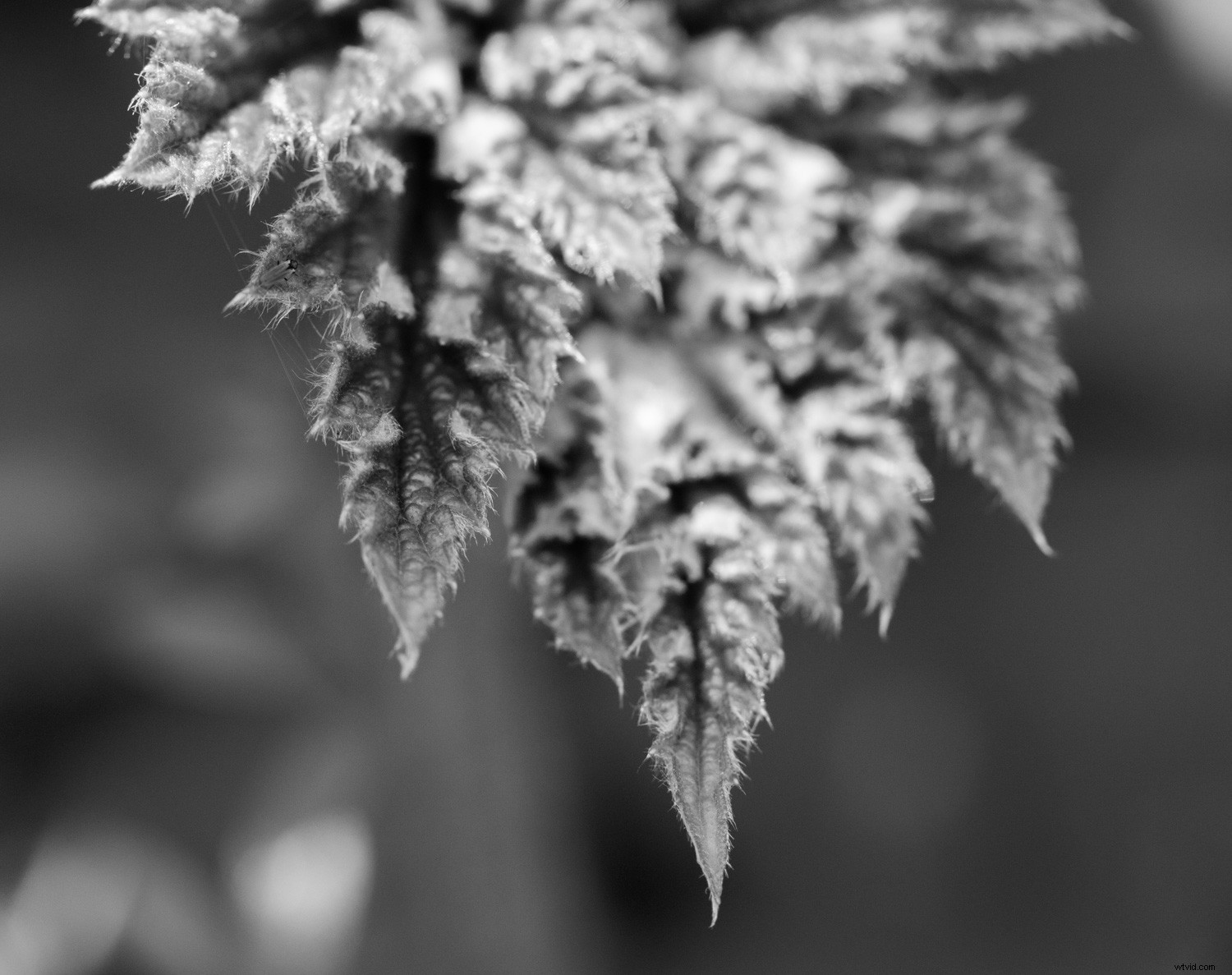 Embracing Blur in Creative Photography: Why Perfect Sharpness Isn t Essential