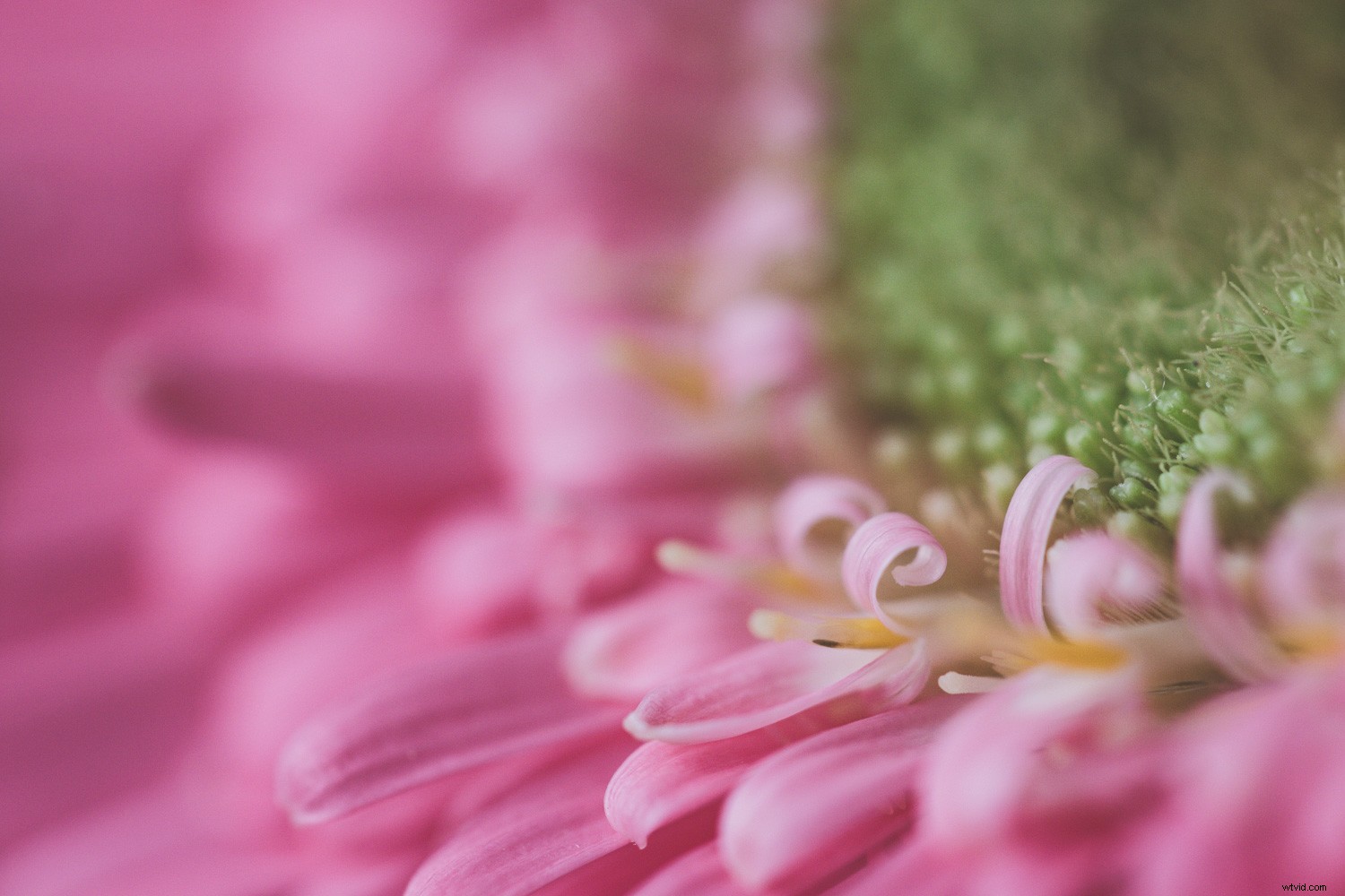 Embracing Blur in Creative Photography: Why Perfect Sharpness Isn t Essential