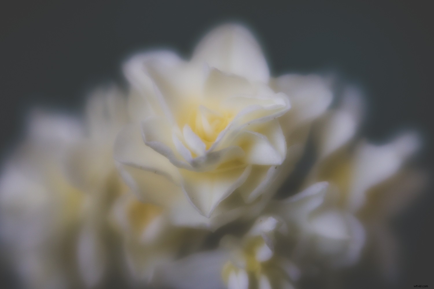Embracing Blur in Creative Photography: Why Perfect Sharpness Isn t Essential