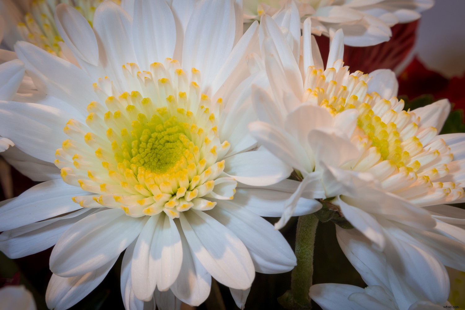 Reverse Lens Macro: Capture Stunning Close-Ups with Budget-Friendly  Backward Thinking 