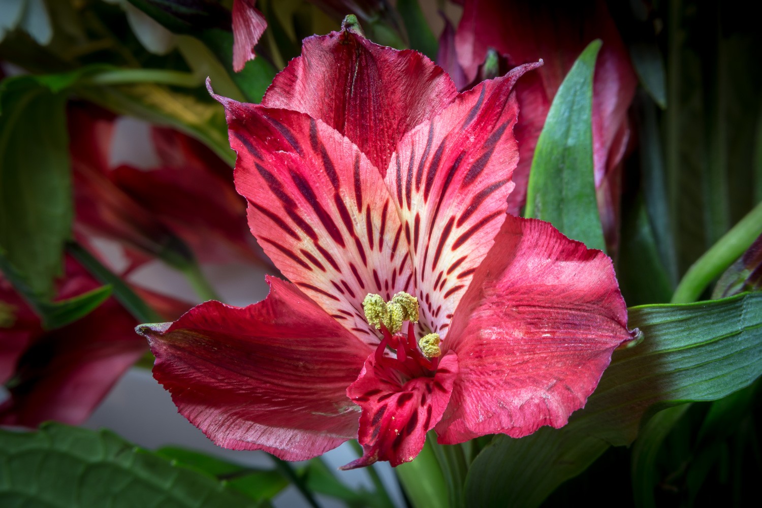 Reverse Lens Macro: Capture Stunning Close-Ups with Budget-Friendly  Backward Thinking 