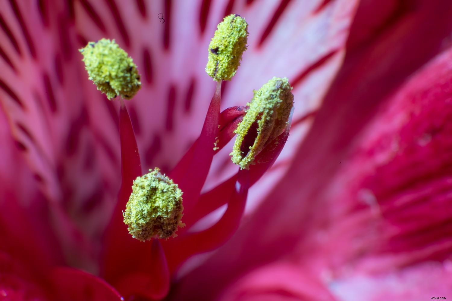 Reverse Lens Macro: Capture Stunning Close-Ups with Budget-Friendly  Backward Thinking 