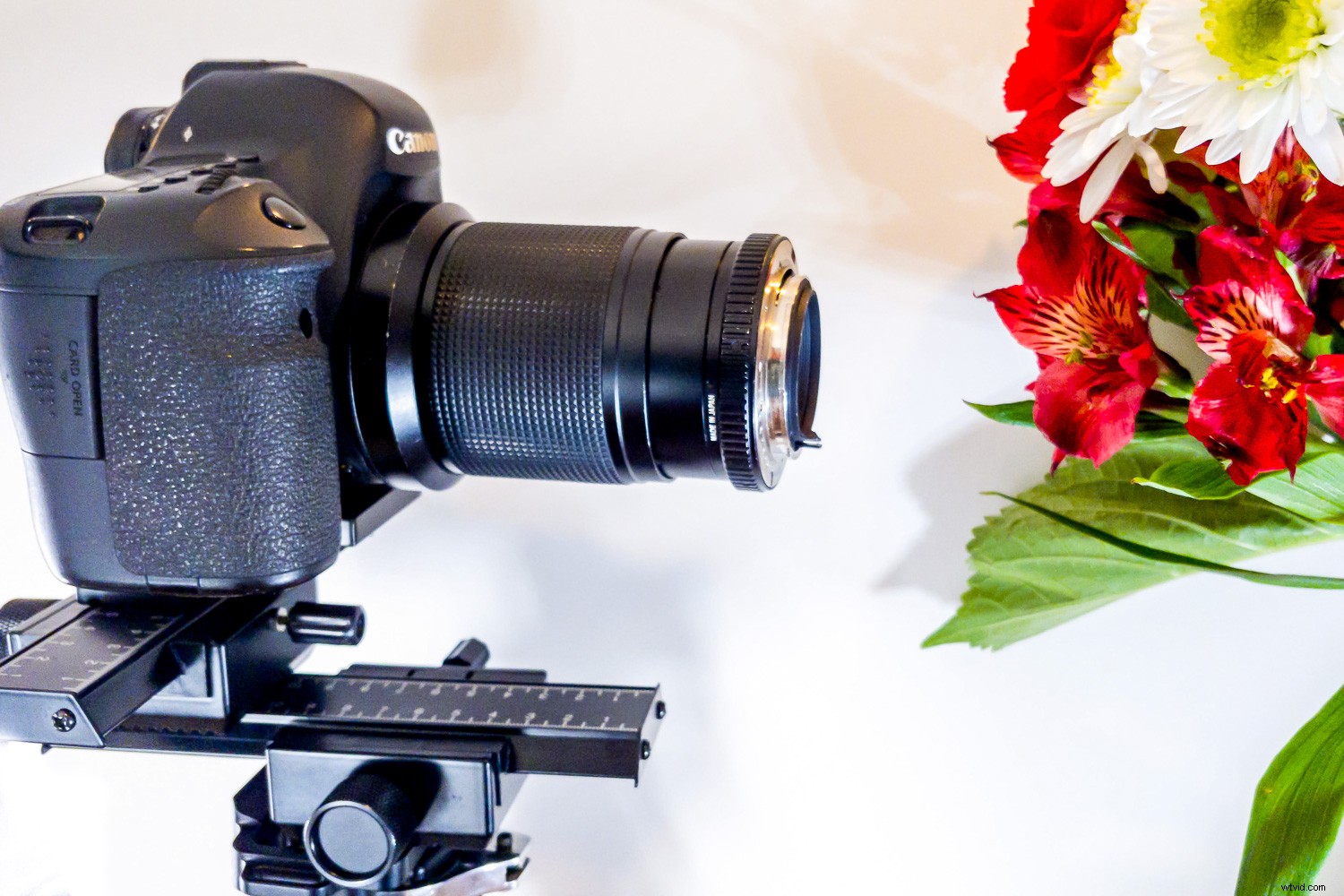 Reverse Lens Macro: Capture Stunning Close-Ups with Budget-Friendly  Backward Thinking 