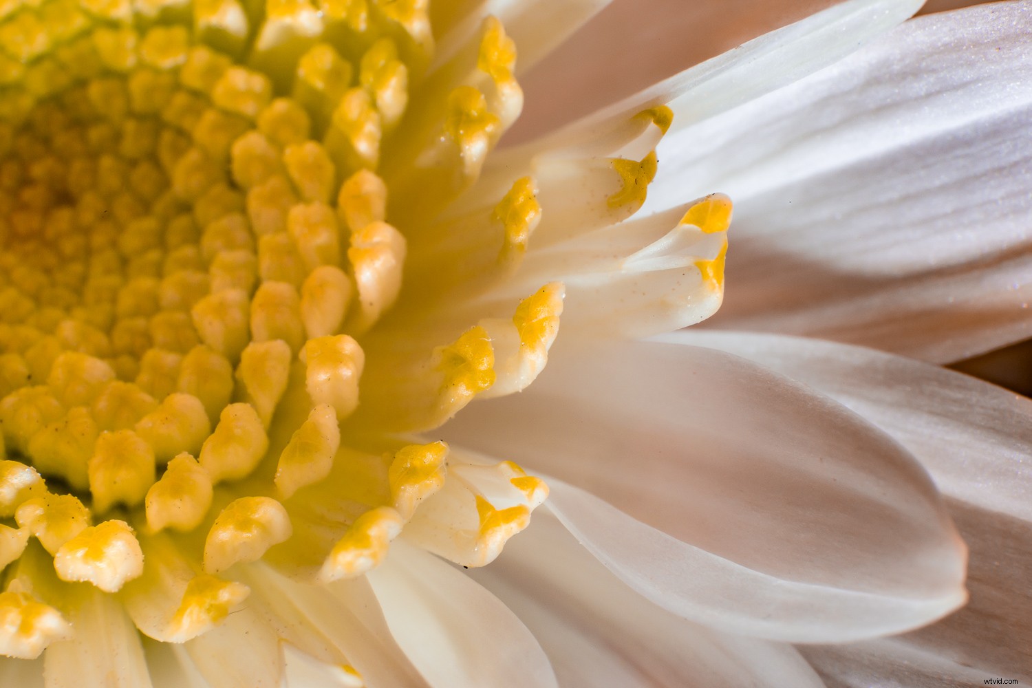 Reverse Lens Macro: Capture Stunning Close-Ups with Budget-Friendly  Backward Thinking 