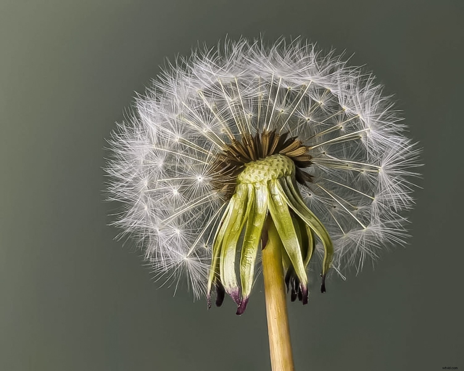 Reverse Lens Macro: Capture Stunning Close-Ups with Budget-Friendly  Backward Thinking 