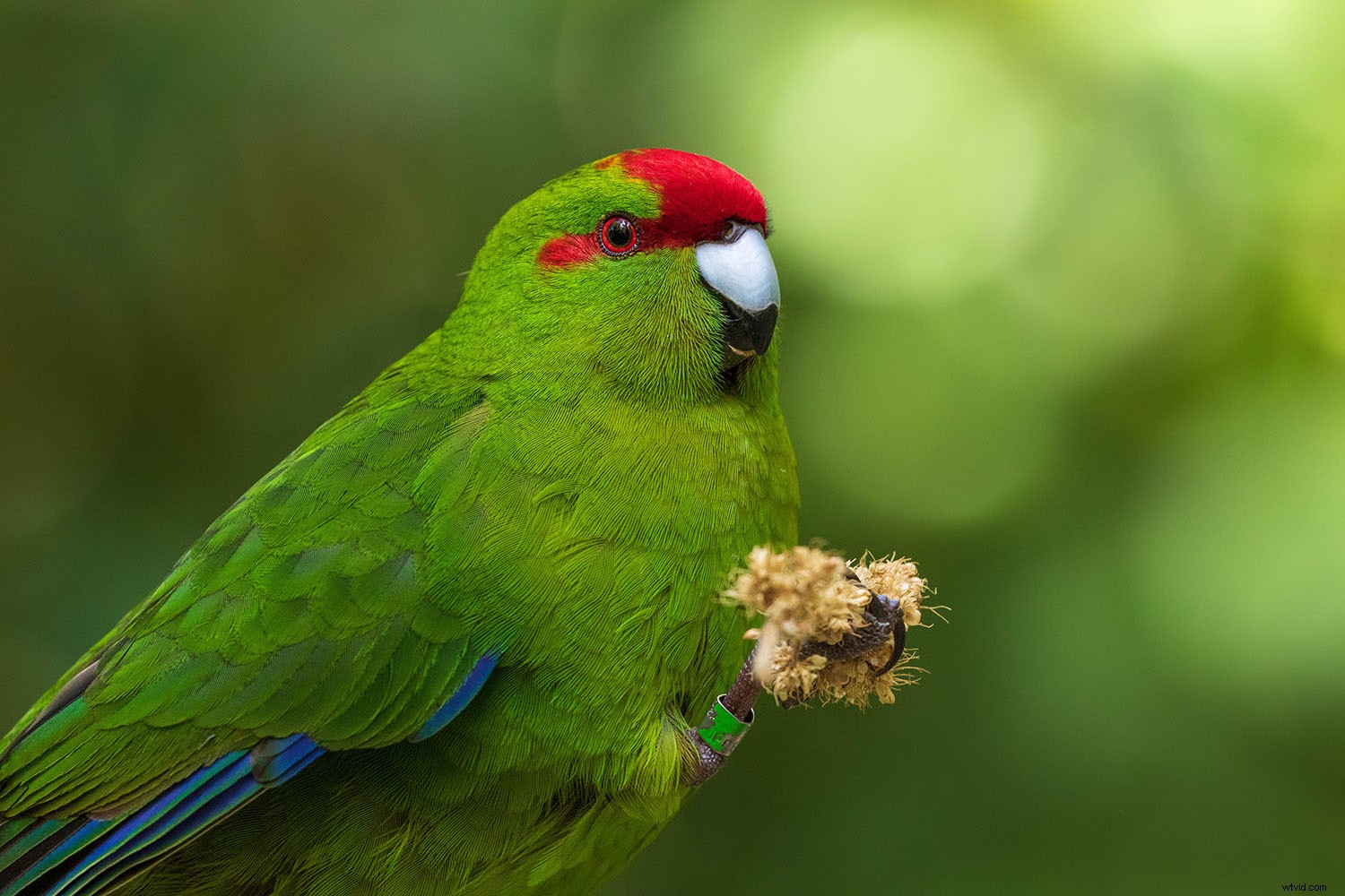 Master Forest Bird Photography: 5 Expert Tips for Stunning Shots