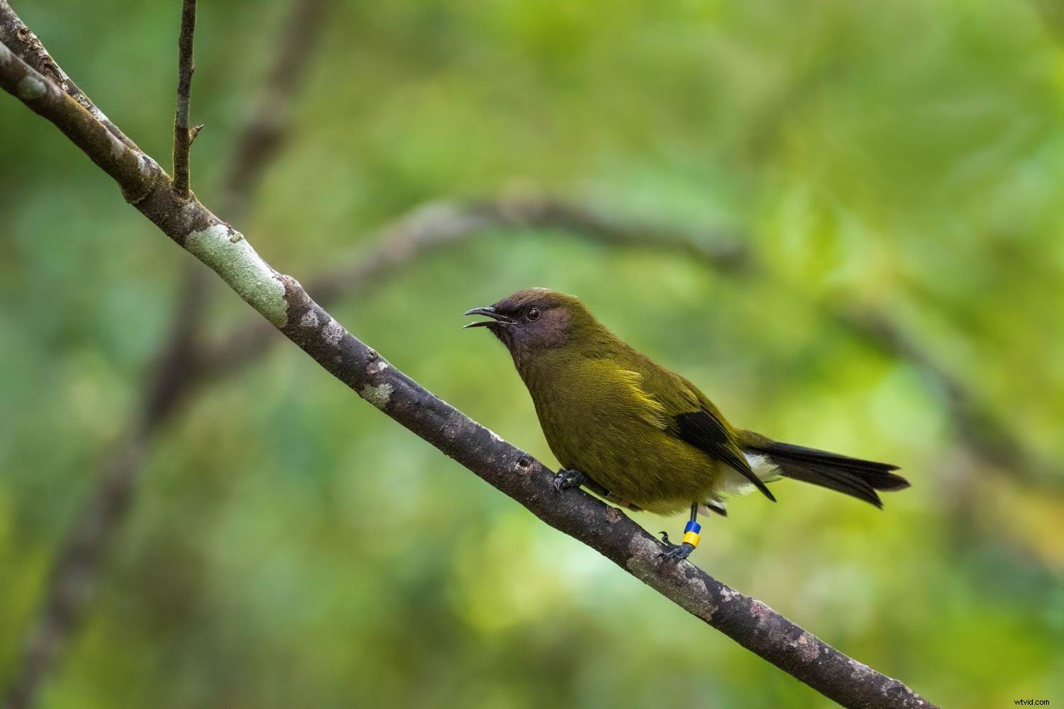 Master Forest Bird Photography: 5 Expert Tips for Stunning Shots