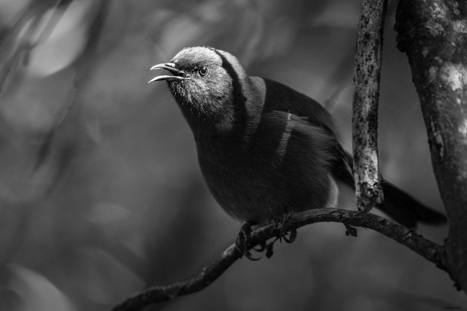 Master Forest Bird Photography: 5 Expert Tips for Stunning Shots