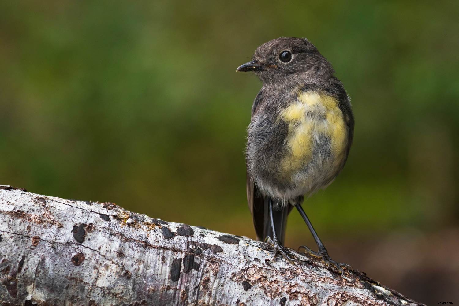 Master Forest Bird Photography: 5 Expert Tips for Stunning Shots