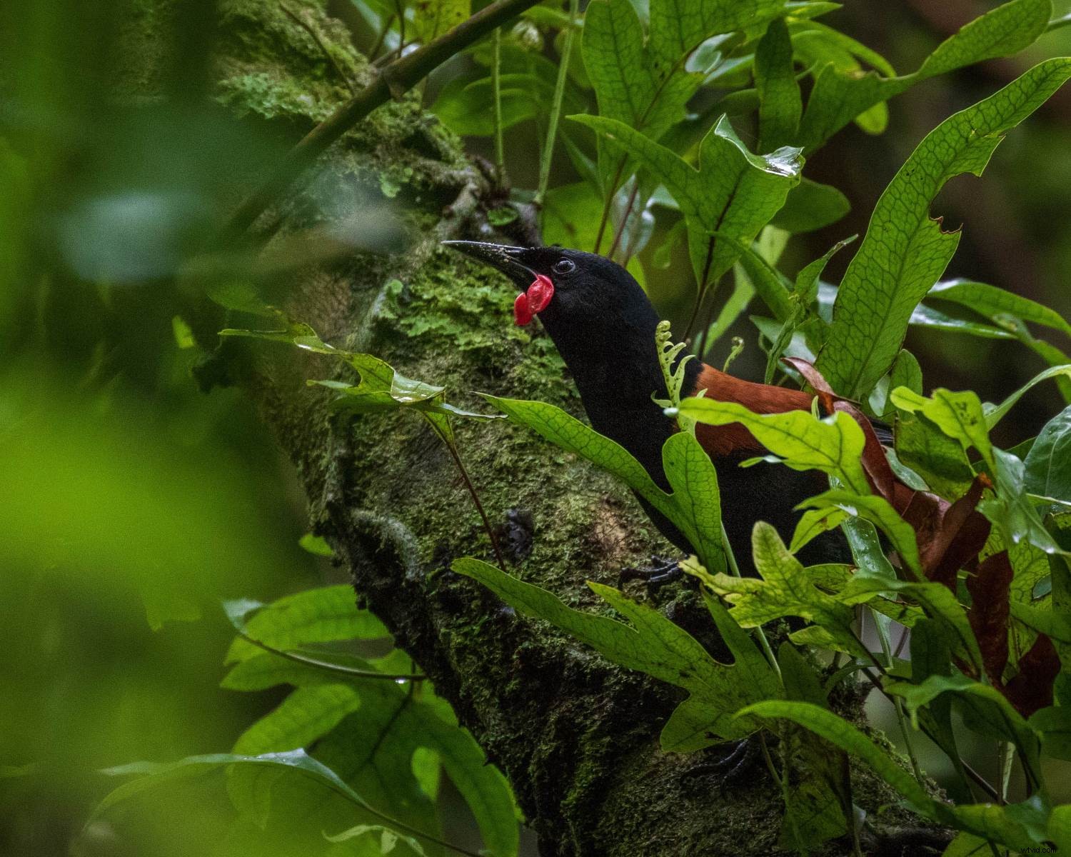 Master Forest Bird Photography: 5 Expert Tips for Stunning Shots