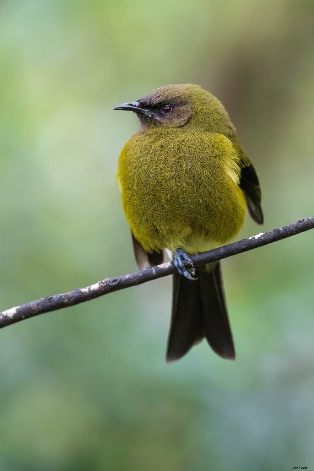 Master Forest Bird Photography: 5 Expert Tips for Stunning Shots