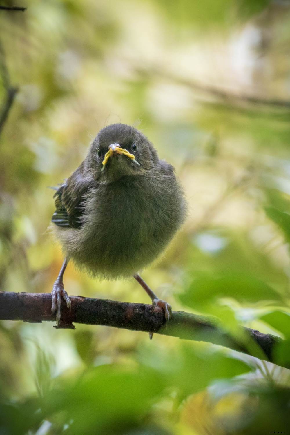 Master Forest Bird Photography: 5 Expert Tips for Stunning Shots