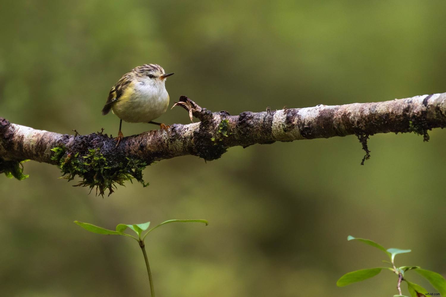 Master Forest Bird Photography: 5 Expert Tips for Stunning Shots