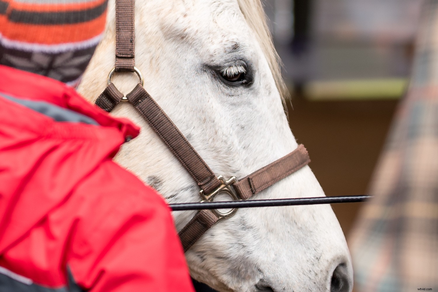 Sigma 40mm f/1.4 DG HSM Art Lens Review: Expert Insights on Performance & Quality