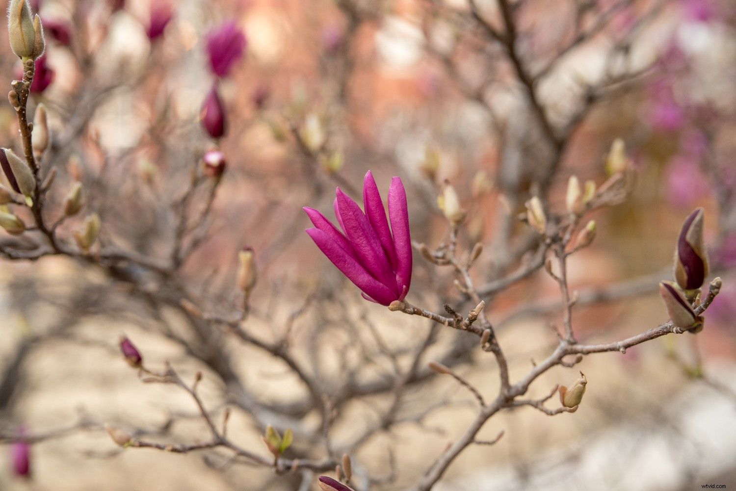 Sigma 40mm f/1.4 DG HSM Art Lens Review: Expert Insights on Performance & Quality