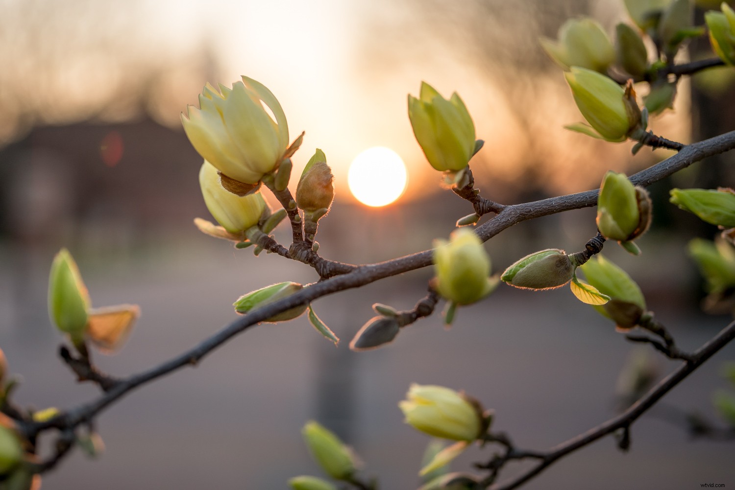 Sigma 40mm f/1.4 DG HSM Art Lens Review: Expert Insights on Performance & Quality