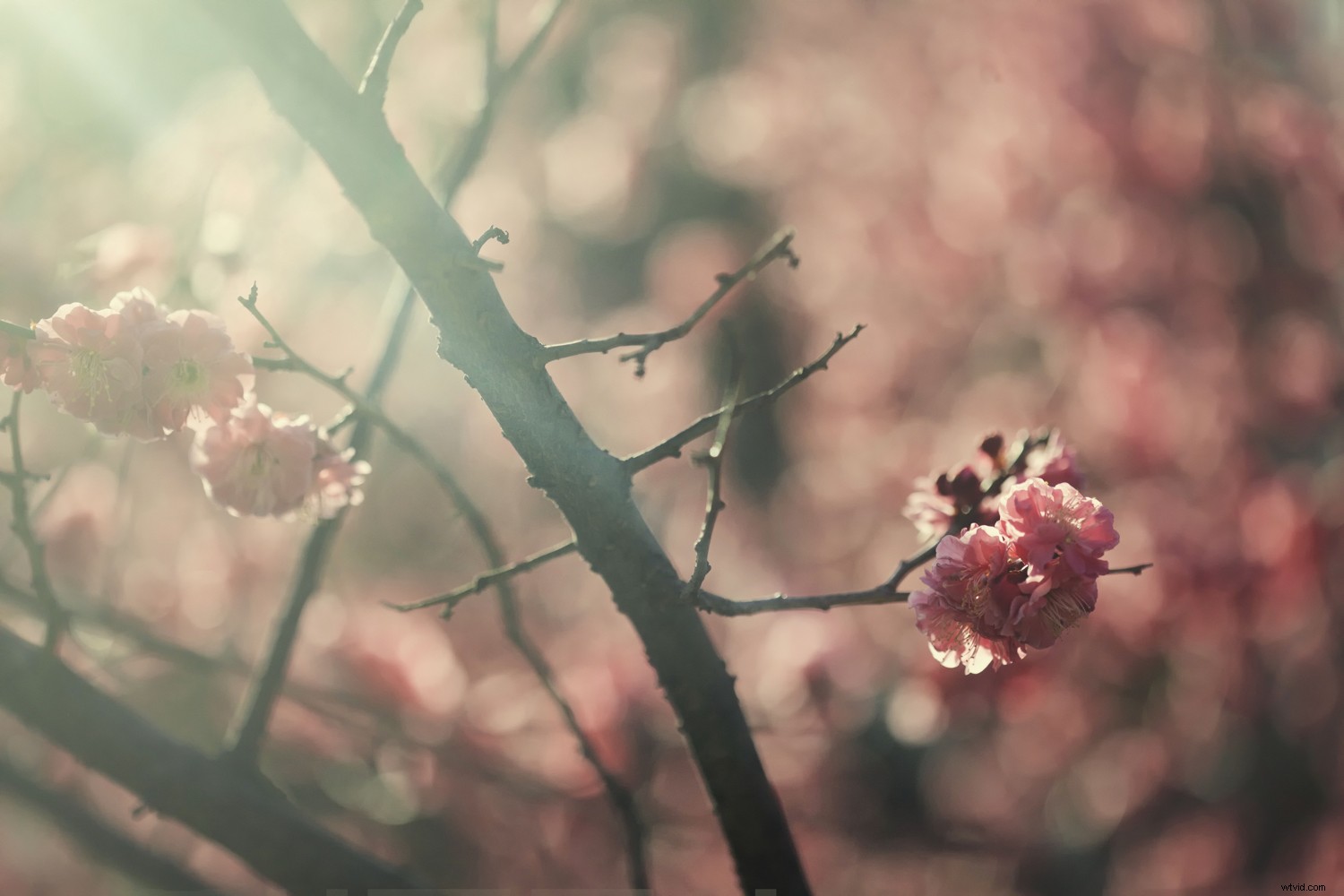 Master Backlighting: How to Shoot Against the Sun for Stunning Photos